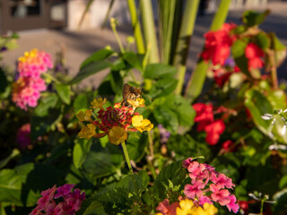 flowers for backgrounds