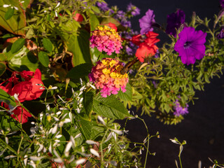 flowers for backgrounds