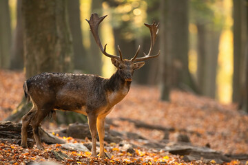 Majestic fallow deer, dama dama, standing in forest in fall nature. Magnificent stag looking around among trees of woodland during autumn. Wild spotted animal with huge antlers watching in wilderness.