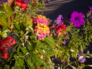 flowers for backgrounds