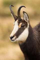 Close-up of tatra chamois, rupicapra rupicapra tatrica, looking in mountains in autumn nature. Wild animal watching in wilderness. Herbivorous mammal with curved horns in detail.