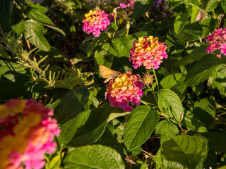 flowers for backgrounds