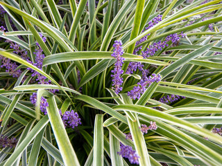 purple flowers and green and white leaves