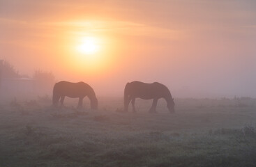 Fototapeta na wymiar Two horse grazing in a meadow during a foggy sunrise.