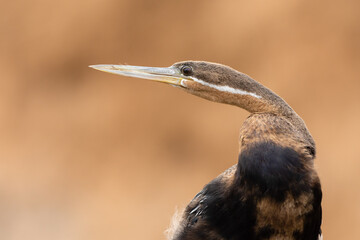 Close up of an African darter (Anhinga rufa) witn a orange background