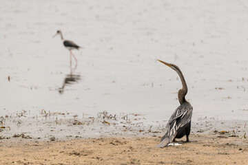 Indian darter (Anhinga melanogaster) standing on the waters edge