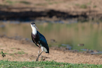 Woolly-necked stork (Ciconia episcopus) in its natural environment