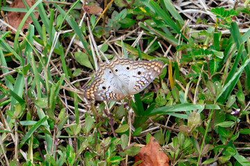 Yellow butterfly on green grass
