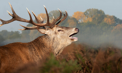 Red Deer calling during rutting season in autumn