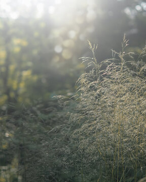 Travel Photography, Bush Of Fluffy Wild Grass With Spikelets Close-up, Macro, In The Rays Of The Sun With Lense Flair, On A Blurred Background Of A Summer Field