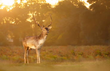 Fallow deer standing in the field at sunrise