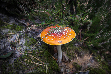 Fly Amanita orange mushroom in autumn light