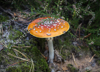 Fly Amanita orange mushroom in autumn light