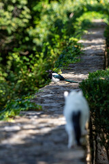 Cat is chasing a bird