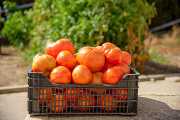 Cajón de tomates rojos valencianos recien recolectados