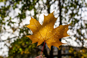 Fototapeta premium Hand holding yellow maple leaf against a background of autumn park. Autumn background. Seasonal concept.