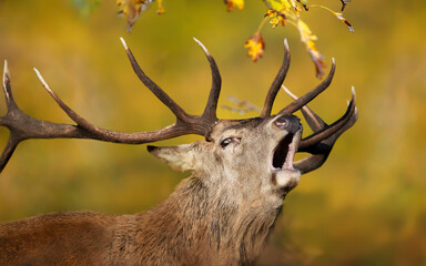 Red Deer calling during rutting season in autumn