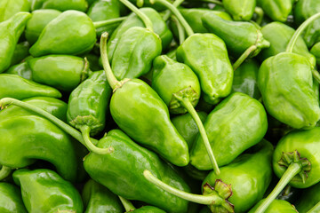 Fresh Padron pepper background. Capsicum annuum