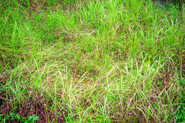 Pattern of green grass texture, Abstract for background design