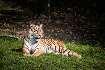 Fototapeta na wymiar Tigre de Sibérie allongé dans l'herbe