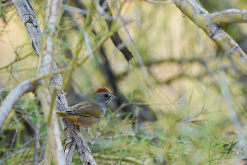 Green-tailed Towhee in the Sonora desert