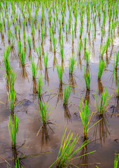Rice seedlings are beautifully lined up in the water