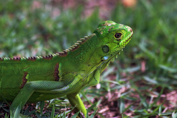 young chameleon on the ground with dewdrop on the head