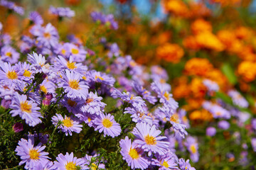 Obraz premium purple autumn flowers,beautiful autumn day purple aster flowers bloom