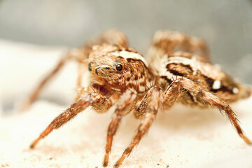 Jumping Spider aka Plexippus petersi 