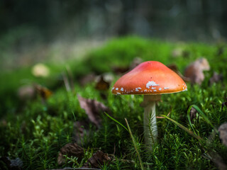 red mushroom in the forest