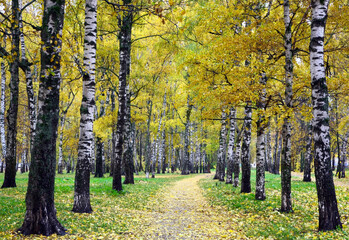 Golden autumn in the park with white birches