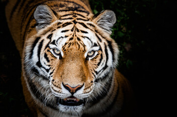Fototapeta na wymiar Portrait d'un magnifique félin tigre de Sibérie