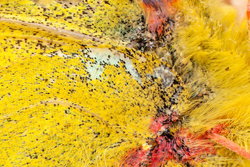 Macro Butterfly wing background