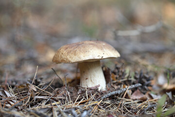 Borovik grows on a background of green moss. A white mushroom stands in the forest.
