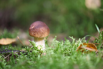 Borovik grows on a background of green moss. A white mushroom stands in the forest.