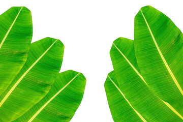 Banana leaf, green leaves, isolated