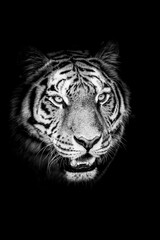 Obraz na płótnie Canvas Portrait d'un magnifique félin tigre de Sibérie