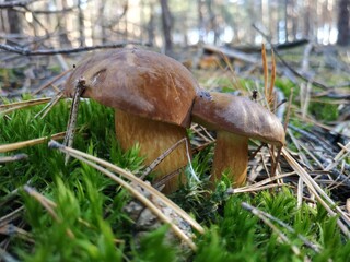 mushroom in the forest