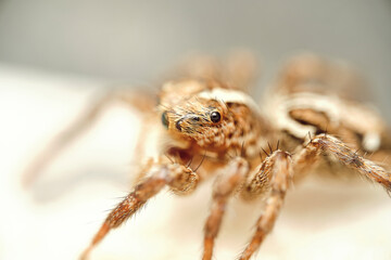 Jumping Spider aka Plexippus petersi 