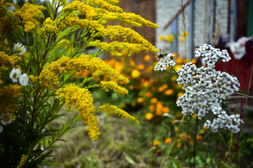 hornet crawls on yarrow and goldenrod