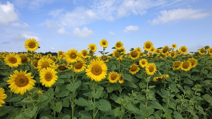field of sunflowers against sky