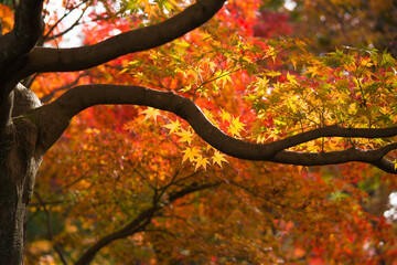 Beautiful colorful maple tree with orange red leaves