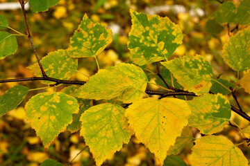 Autumn birch yellowing leaves close up. The concept of protecting the environment and supporting the development of ecological programs.