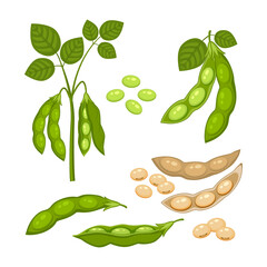 Set of Soy bean plant with ripe pods and green leaves, whole and half green and dry brown pods, soy seeds isolated on white background. Bush of legume plant in a cartoon flat style.
