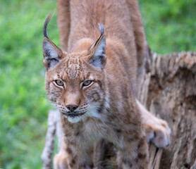 Portrait of lynx looking at you on a log