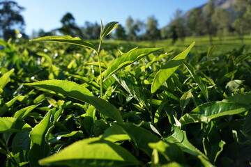 
Natural tea leaf photography against the backdrop of Tambi tea plantation under the slopes of Mount Sindoro. Wallpaper