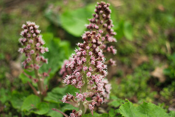 flowers in the field
