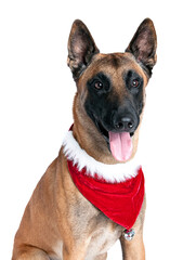 German Shepherd Dog with Holiday Scarf