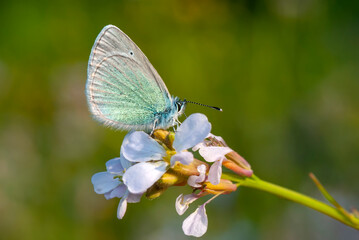 Macro shots, Beautiful nature scene. Closeup beautiful butterfly sitting on the flower in a summer garden.
