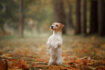 dog in yellow leaves. jack russell terrier in nature in autumn park